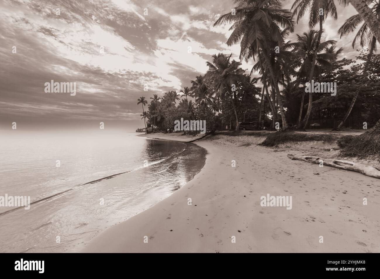 Hohe Palmen schwanken sanft über einen Sandstrand, mit einem ruhigen Meer, das sich bis zum Horizont unter einem teilweise bewölkten Himmel erstreckt. Die Szene ist friedlich. Stockfoto