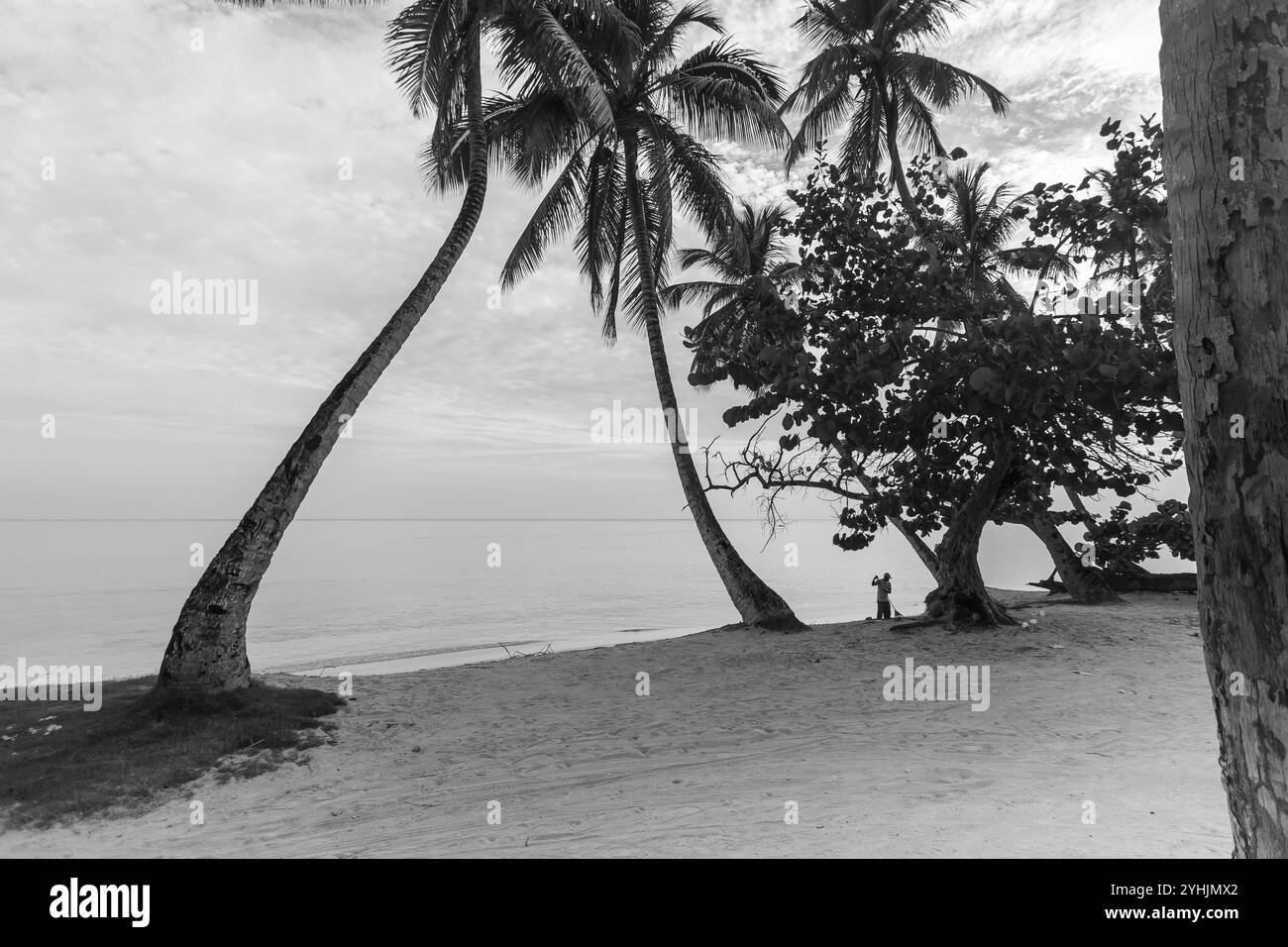 Hohe Palmen schwanken sanft über einen Sandstrand, mit einem ruhigen Meer, das sich bis zum Horizont unter einem teilweise bewölkten Himmel erstreckt. Die Szene ist friedlich. Stockfoto