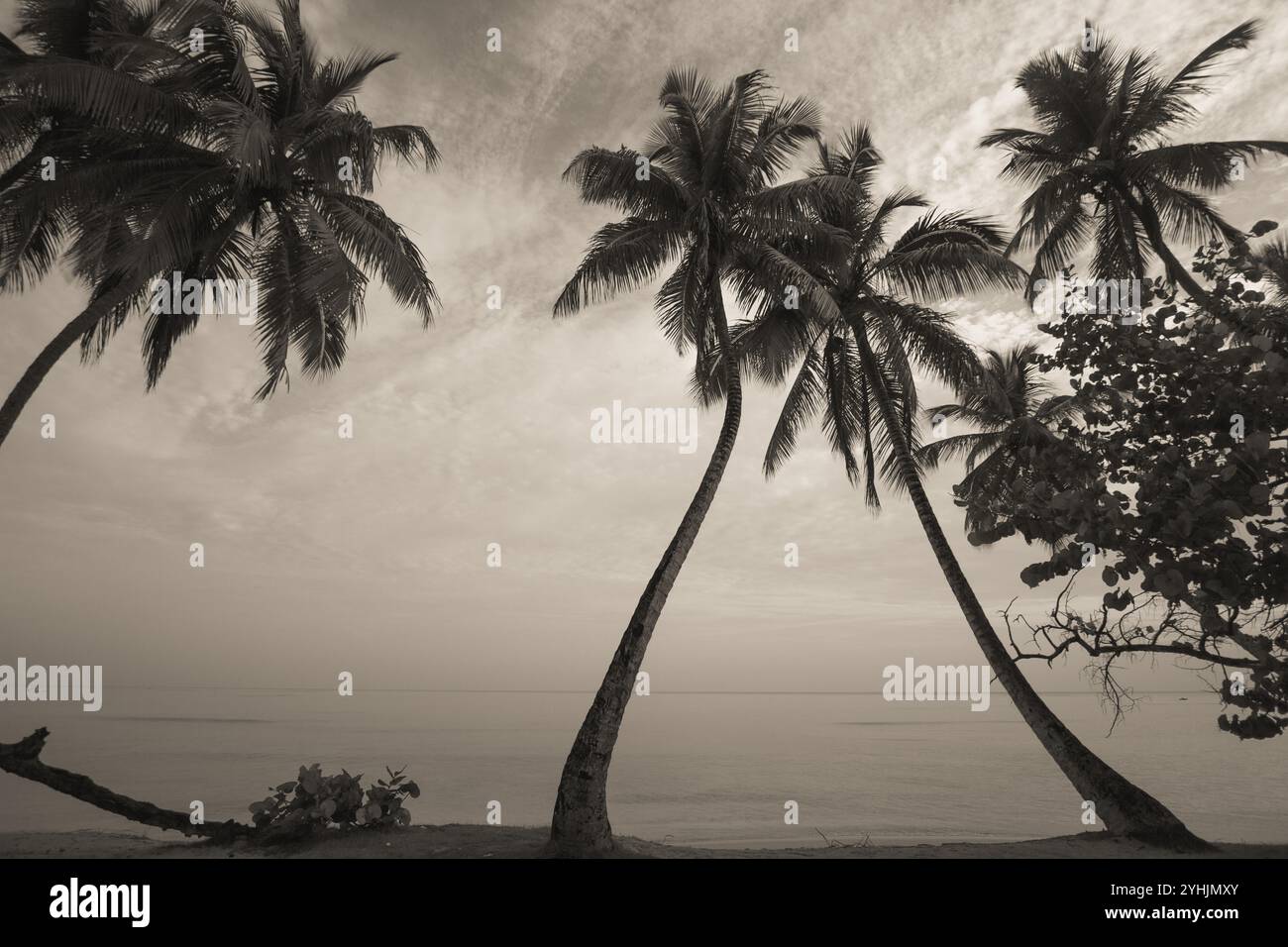 Hohe Palmen schwanken sanft über einen Sandstrand, mit einem ruhigen Meer, das sich bis zum Horizont unter einem teilweise bewölkten Himmel erstreckt. Die Szene ist friedlich. Stockfoto