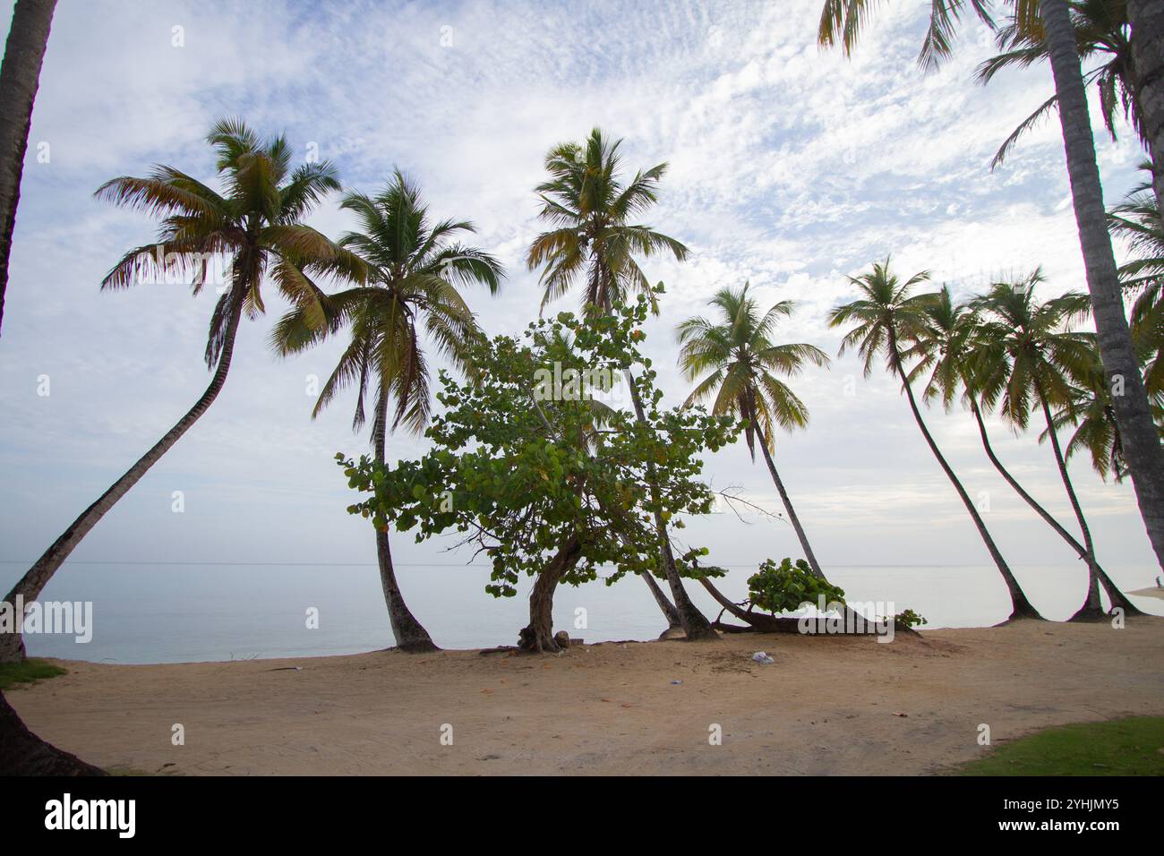 Hohe Palmen schwanken sanft über einen Sandstrand, mit einem ruhigen Meer, das sich bis zum Horizont unter einem teilweise bewölkten Himmel erstreckt. Die Szene ist friedlich. Stockfoto