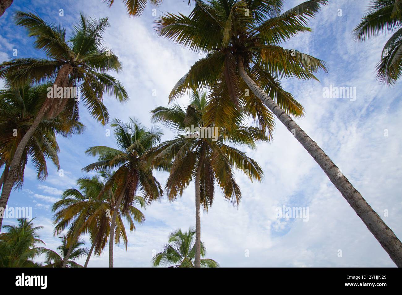 Hohe Palmen schwanken sanft über einen Sandstrand, mit einem ruhigen Meer, das sich bis zum Horizont unter einem teilweise bewölkten Himmel erstreckt. Die Szene ist friedlich. Stockfoto