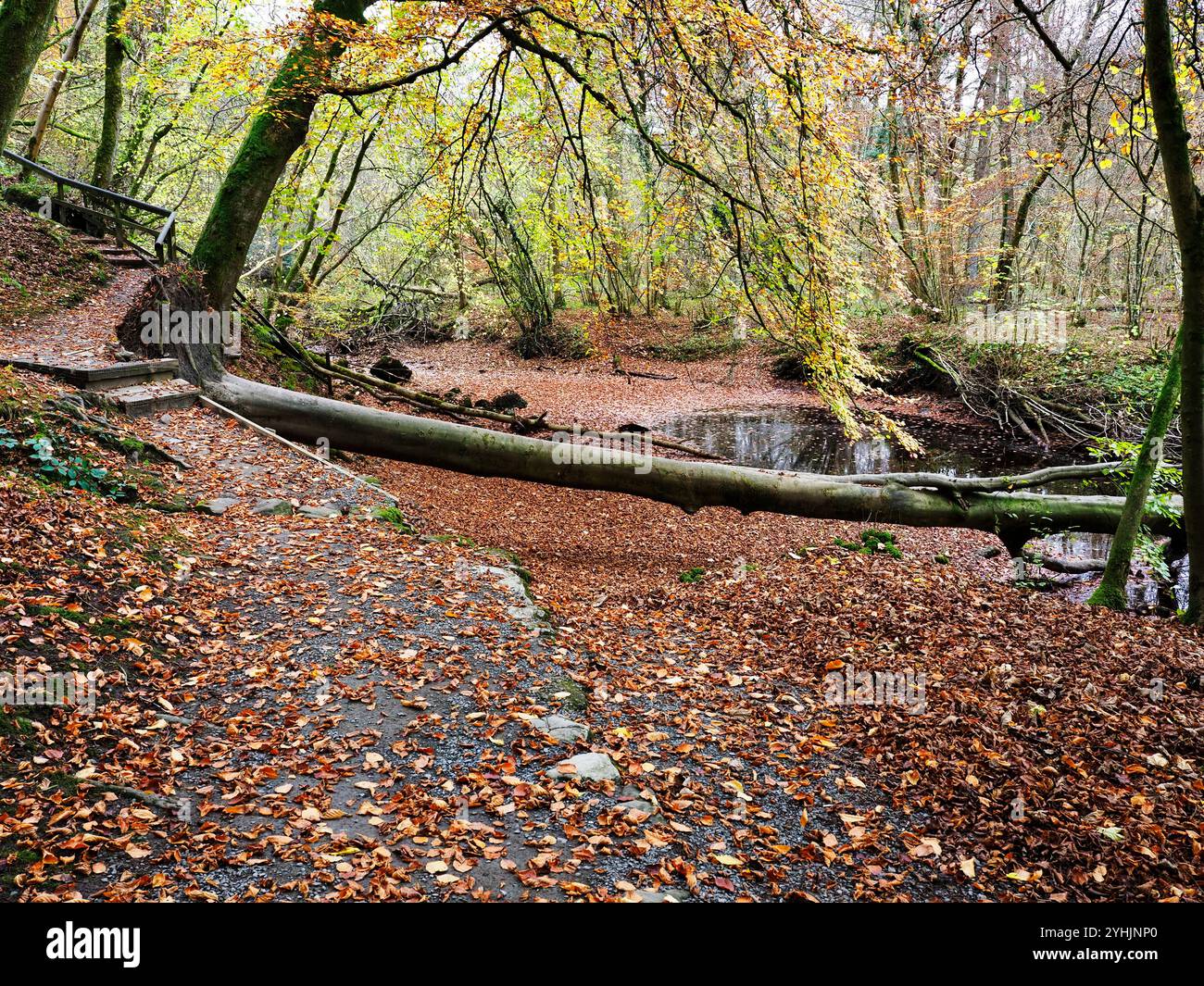 Herbstfarben und ein gefallener Baum an einem Fußweg in Strid Wood in Bolton Abbey North Yorkshire England Stockfoto