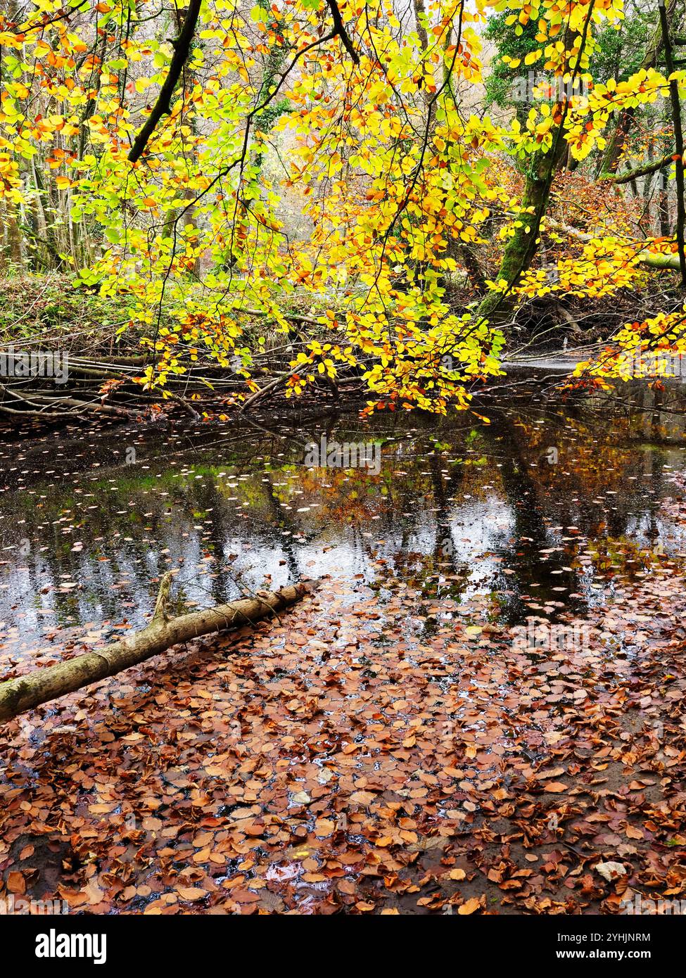Herbstliche Farben, die über einer Mündung des River Wharfe in Strid Wood Bolton Abbey North Yorkshire, England, hinausgehen Stockfoto