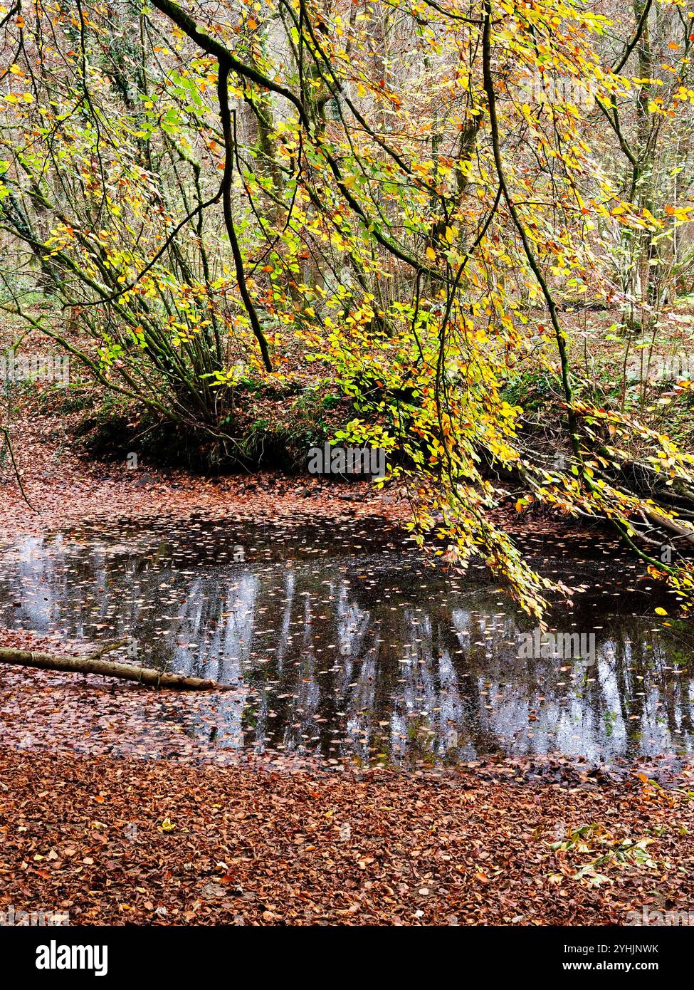 Herbstliche Farben, die über einer Mündung des River Wharfe in Strid Wood Bolton Abbey North Yorkshire, England, hinausgehen Stockfoto