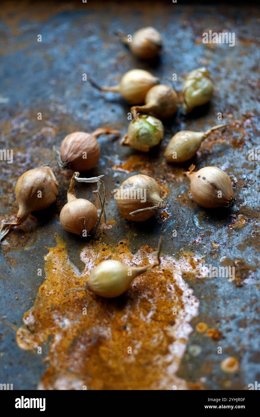 Getrocknete Schalotten auf rostenden Metallblechen, norfolk, england Stockfoto