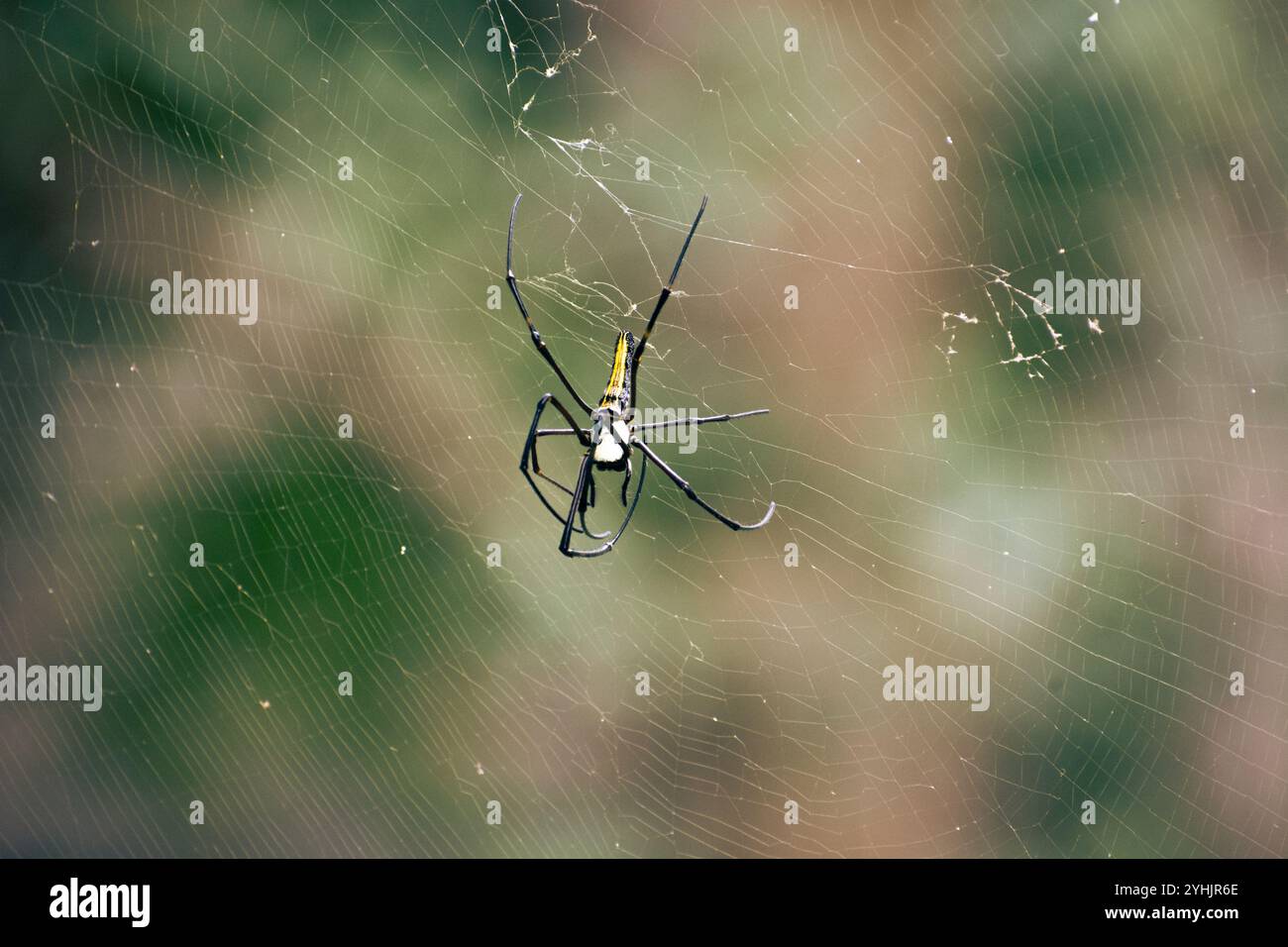 Spinnen, die an ihrem Netz hängen, um ihre Beute zu fangen. Stockfoto