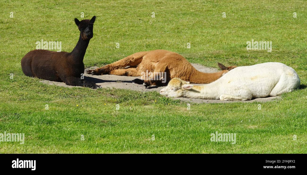 Gelangweilt Stockfoto