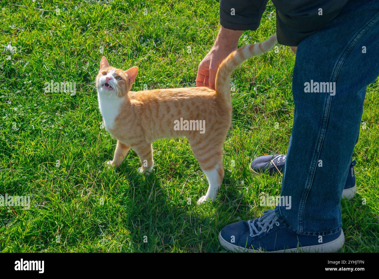 Ein Mann streichelt einen Tabby und eine weiße Katze im Gras. Stockfoto