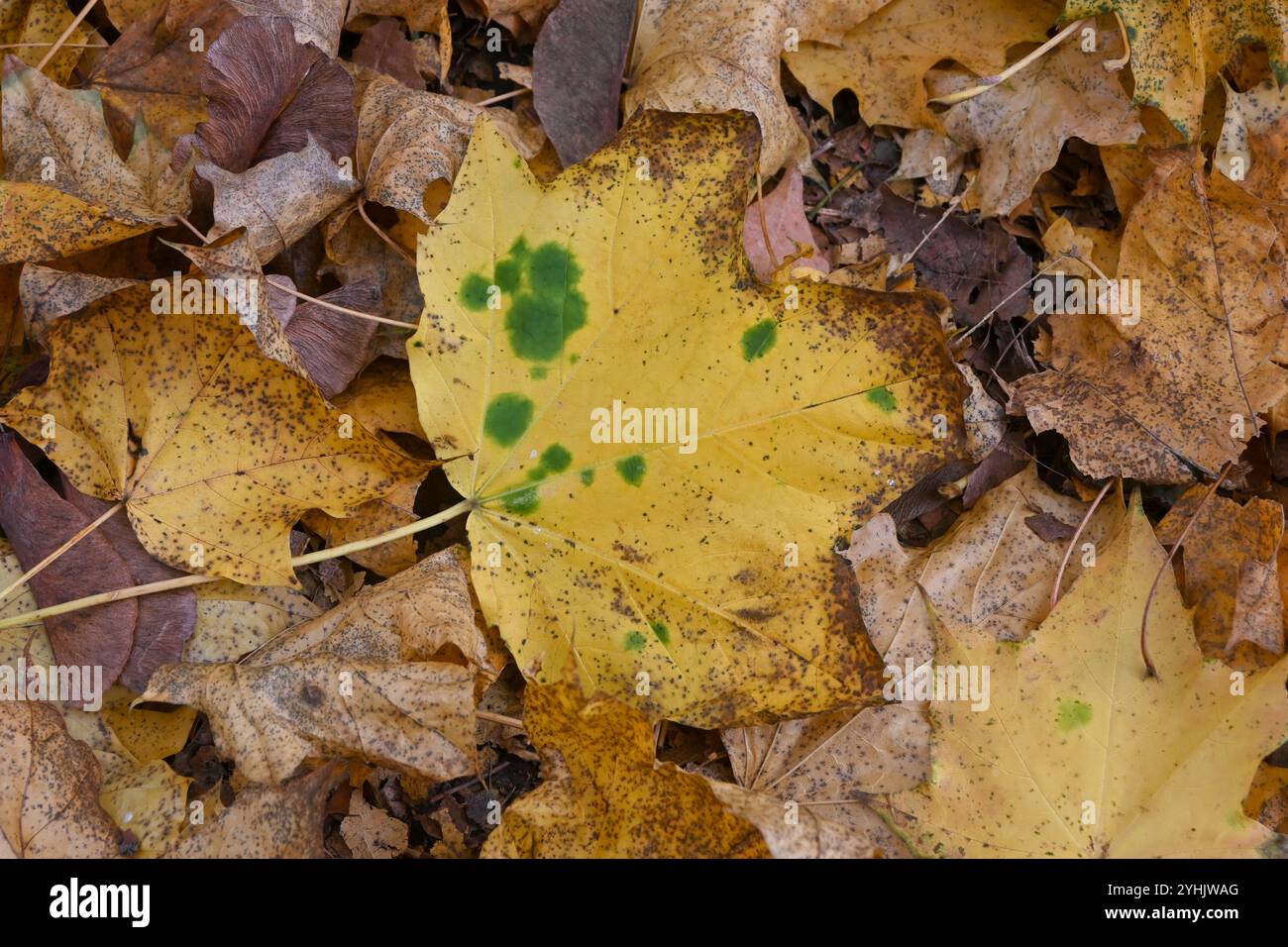 Nahaufnahme von gelben herbstlichen Blättern auf einem Waldboden. Stockfoto
