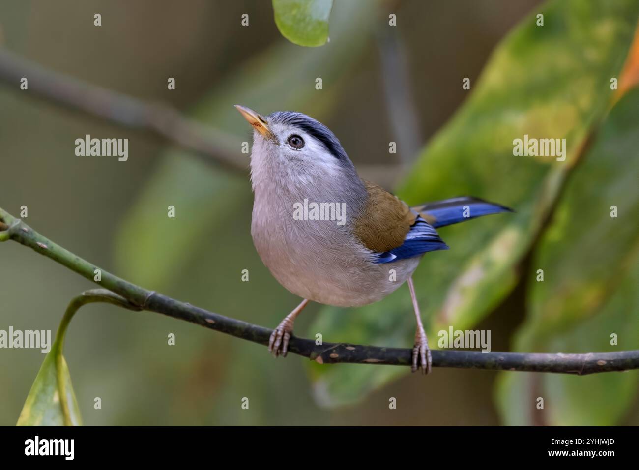 Blauflügelige Minla, Actinodura cyanouroptera, Sikkim, Indien Stockfoto