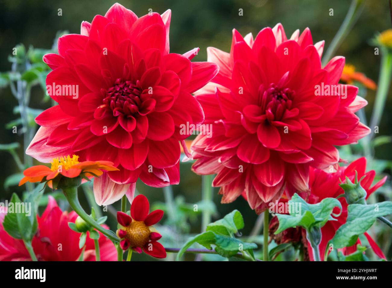 Rote Dahlien Blumen im Garten Dahlia „Feuerberg“ Stockfoto