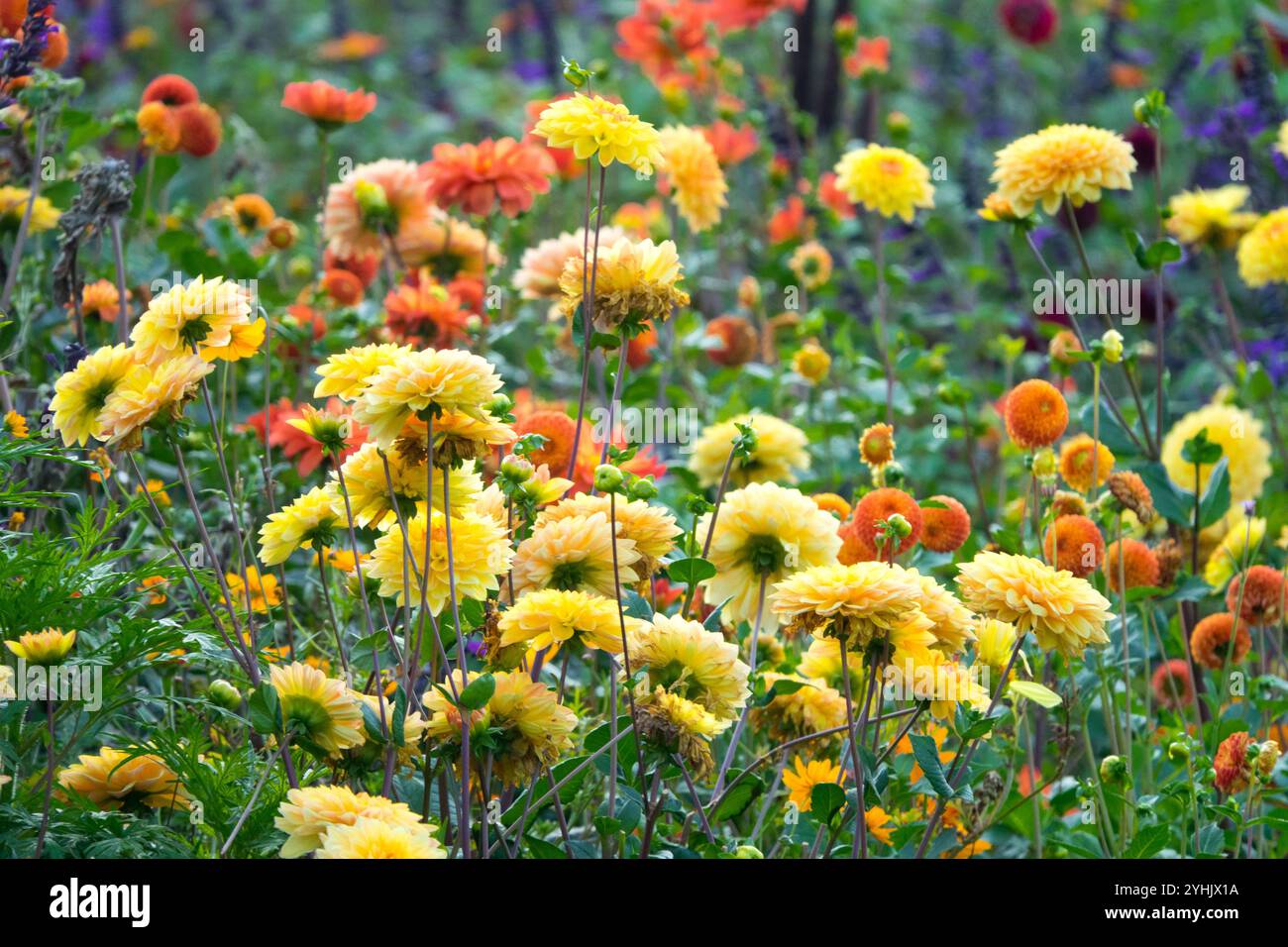 Dahlien Garten gelb-orange Blüte Stockfoto