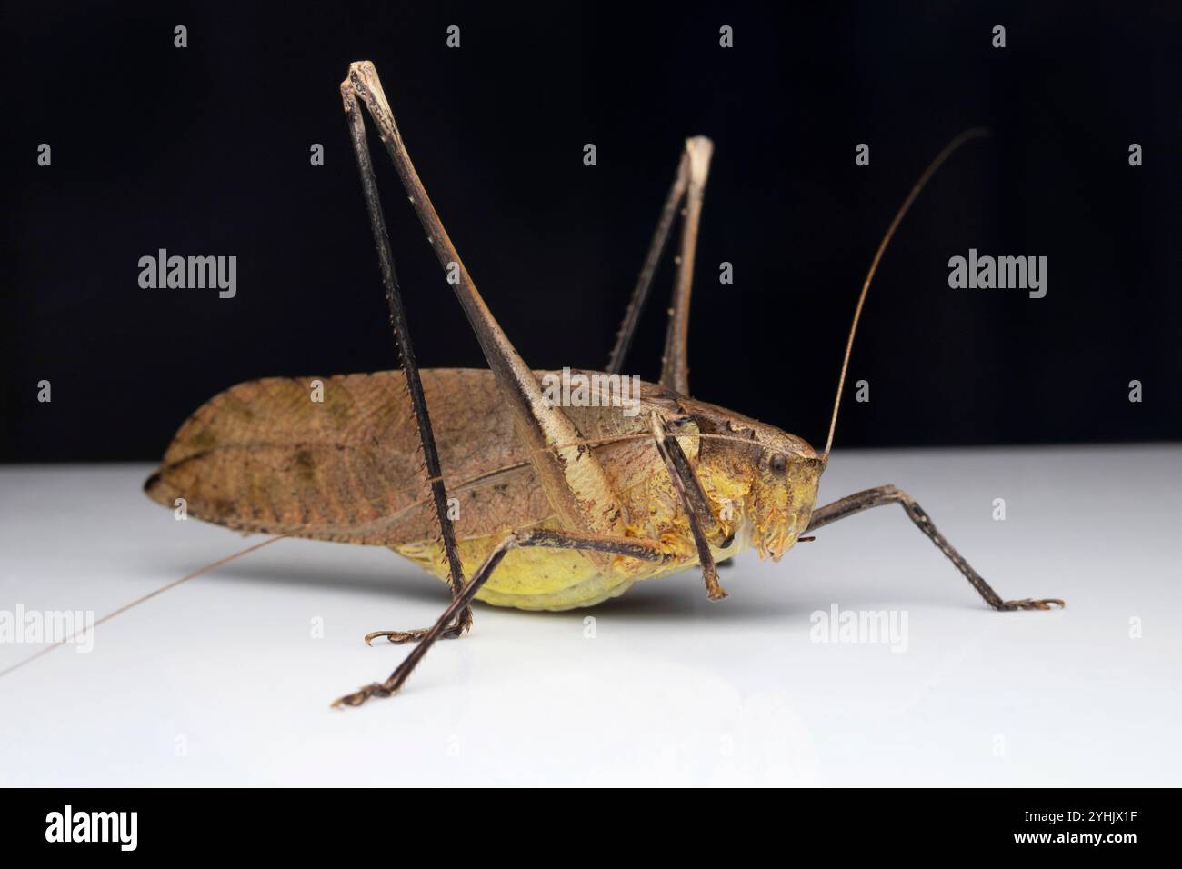 Mecopoda elongata ist eine Art der Buschgrille der Unterfamilie Mecopodinae. Die Art kommt in Indien vor. Stockfoto