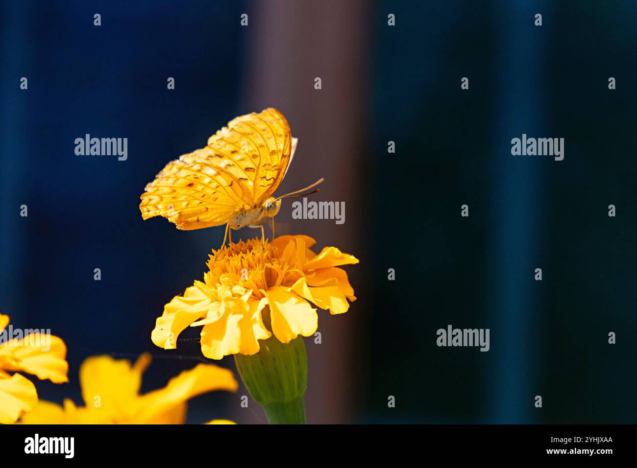 Phalanta phalantha, der gemeinsame Leopard oder gefleckte rustikale Schmetterling, ist ein sonnenliebender Schmetterling der Familie der Nymphaliden oder Pinselfüße Schmetterlinge. Stockfoto