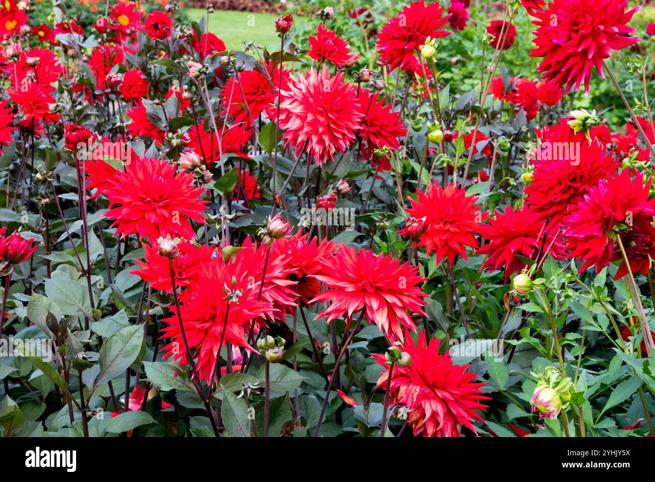 Red Dahlias Garden Stockfoto