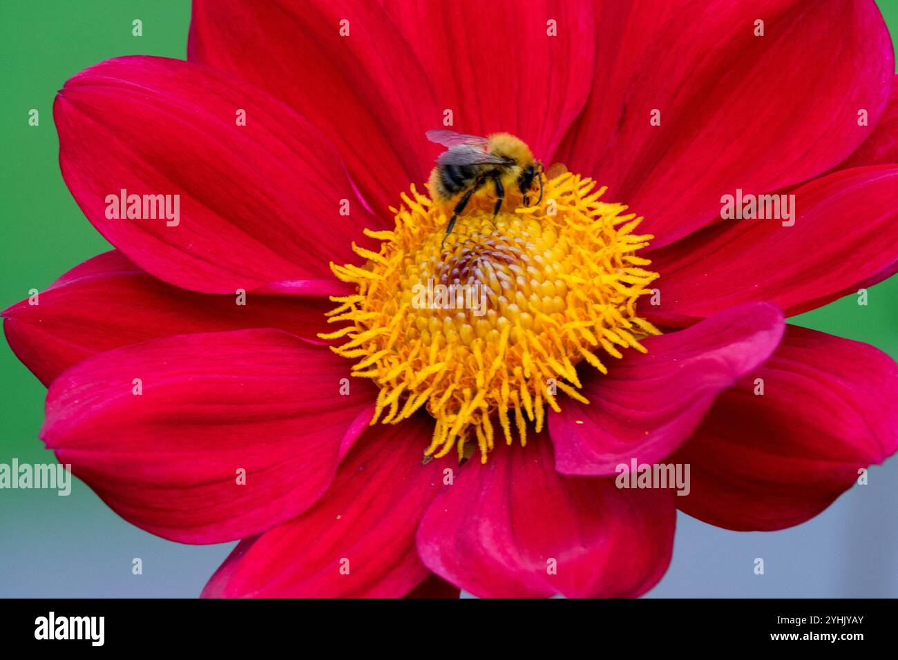 Hummel in Dahlienblütenrot Stockfoto