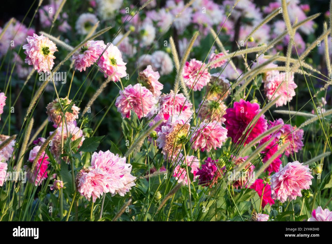 Dahlia Garden wächst Gräser Stockfoto