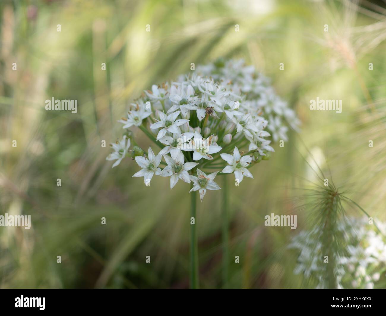 Nahaufnahme einer Knoblauchblume (Allium tuberosum) vor einem weichen und traumhaft grünen Gartenhintergrund aus verschwommenen Gräsern, einem ausdauernden Kraut Stockfoto