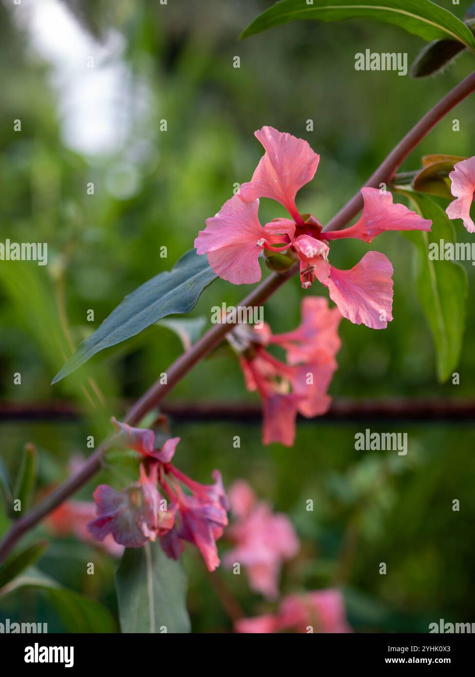 Clarkia unguiculata „Lachsrose“ (Godetia) blüht in Nahaufnahme, eine korallenrosafarbene, einjährige Pflanze für den Schnittblumengarten Stockfoto