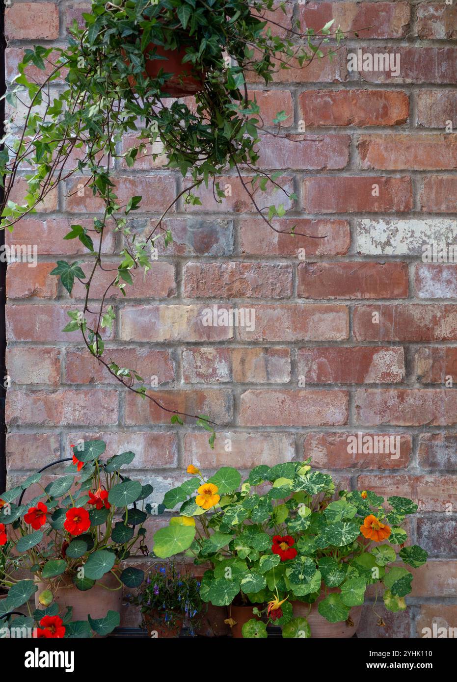 Ein alter Backsteinmauerhintergrund eingerahmt von Grün - hängender Efeu und Töpfe mit Kapuzinerkresse in Blüte entlang dem Boden mit Platz für Kopien Stockfoto