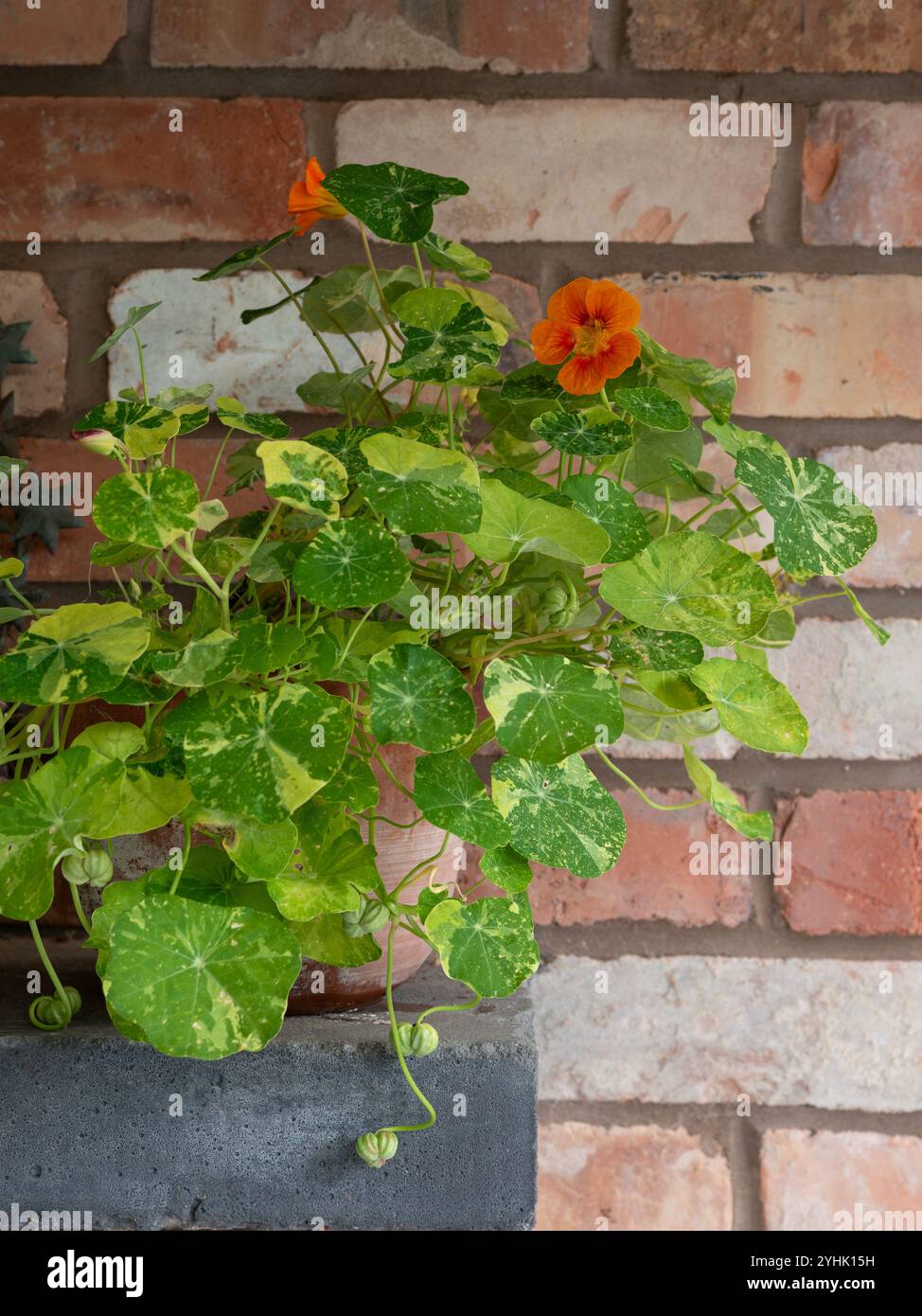 Kapuzinerkresse „Alaska“ (Tropaeolum majus), eine Pflanze mit wunderschönen bunten Blättern und orangefarbenen Blüten, in einem Topf auf einem Regal vor einer alten Ziegelwand Stockfoto