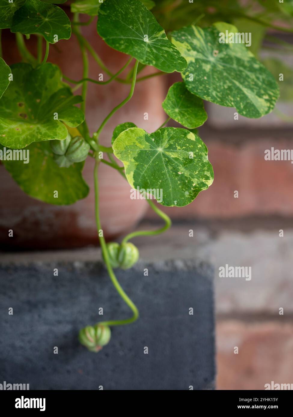 Kapuzinerkresse „Alaska“ (Tropaeolum majus) in einem Topf vor einer rustikalen Ziegelwand aus nächster Nähe Stockfoto