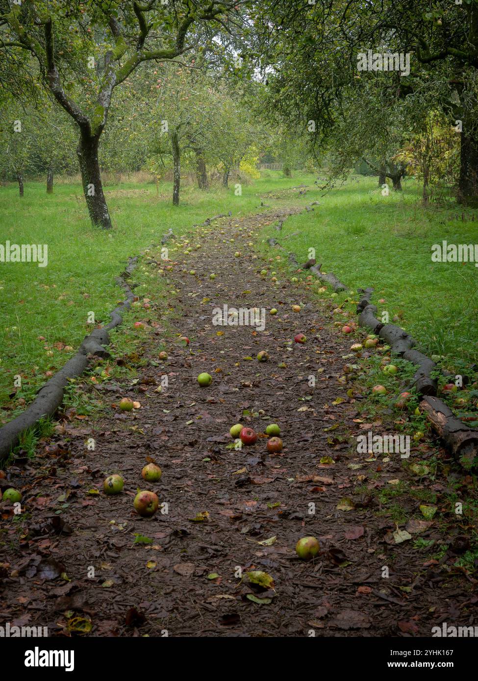 Der Pfad, der im Spätsommer/Frühherbst mit Äpfeln übersät ist, führt durch einen nebeligen britischen Obstgarten mit Obstbäumen Stockfoto