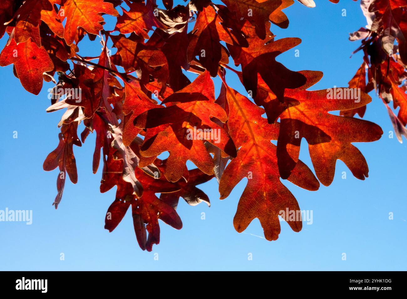 Weißeiche Quercus alba „Indian Summer“ Herbst Eiche Blätter Rot Stockfoto