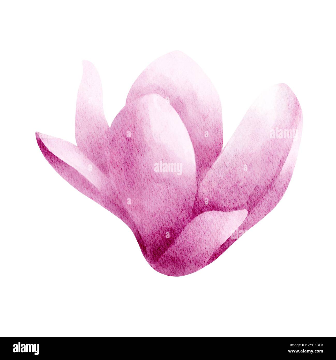 Rosa Magnolienblume Aquarell isolierte Illustration. Handgezeichnete, realistische Blume für Blumendesign und -Druck. Stockfoto