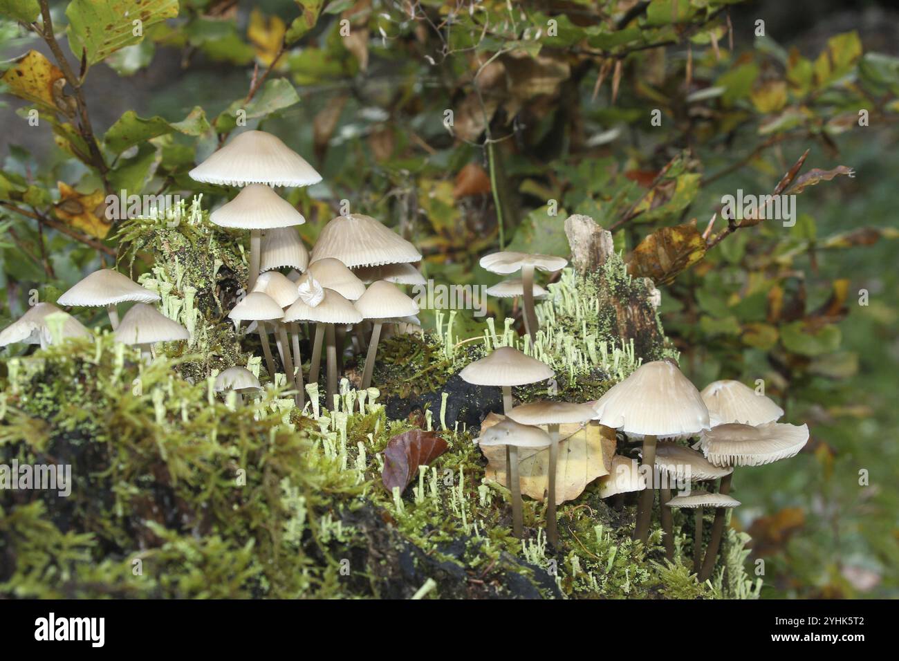 Pilz, Feenmütze (Coprinellus disseminatus) und echte Becherflechte (Cladonia pyxidata) Allgaeu, Bayern, Deutschland, Allgaeu, Bayern, Deutschland, Europa Stockfoto