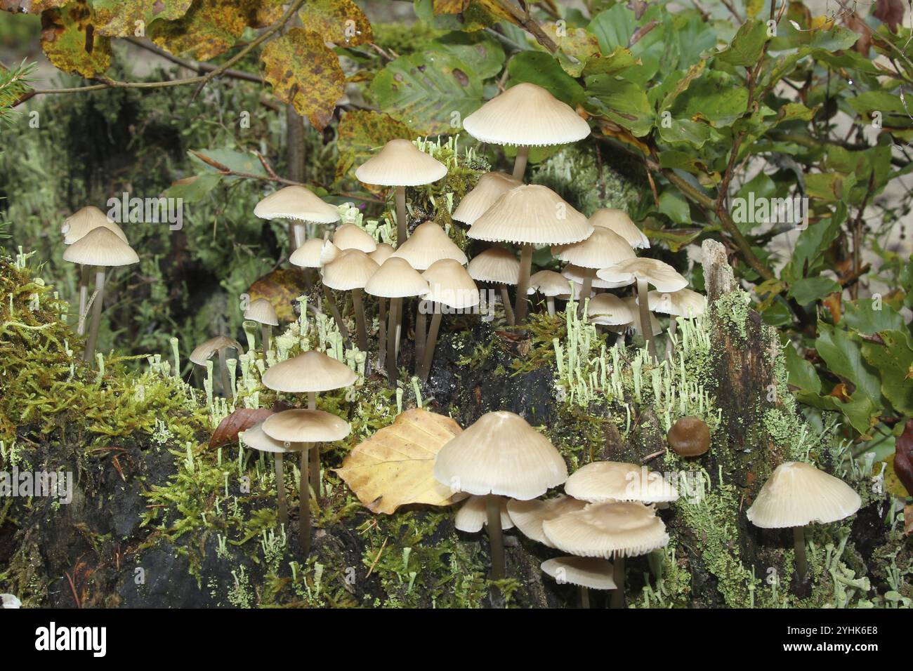 Pilz, Feenmütze (Coprinellus disseminatus) und echte Becherflechte (Cladonia pyxidata) Allgaeu, Bayern, Deutschland, Allgaeu, Bayern, Deutschland, Europa Stockfoto