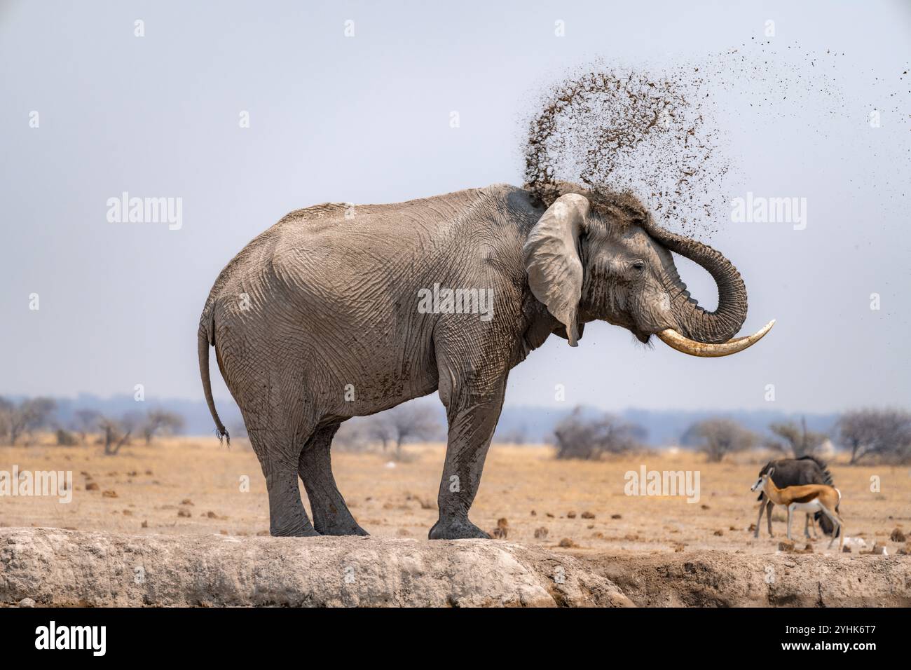 Afrikanischer Elefant (Loxodonta africana), baden an einem Wasserloch, sprüht Wasser aus seinem Stamm, Nxai Pan National Park, Botswana Botswana Stockfoto