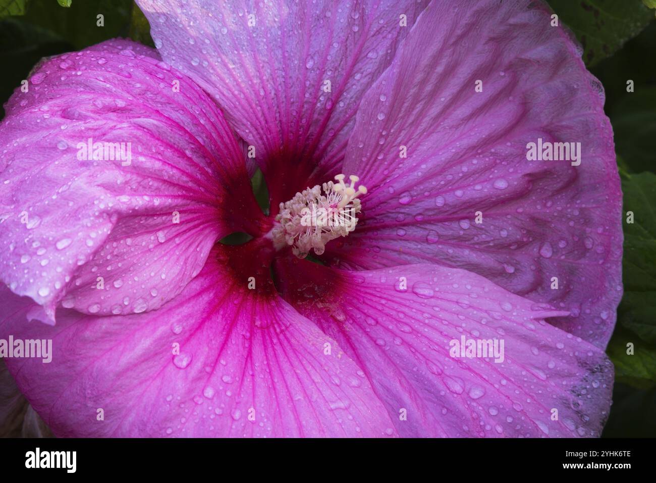 Nahaufnahme von Stigmen und Staubblättern auf rosafarbenem Hibiskus, gemeine Rose Malve mit Tropfen im Sommer, Quebec, Kanada, Nordamerika Stockfoto