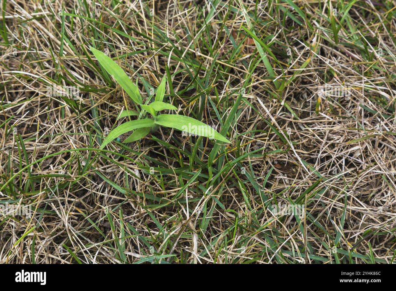 Draufsicht und Nahaufnahme von Digitaria ciliaris, Crabgrass wächst in Distress Poa pratensis, Kentucky Bluegrass Rasen im Sommer, Quebec, Kanada, Nord A Stockfoto