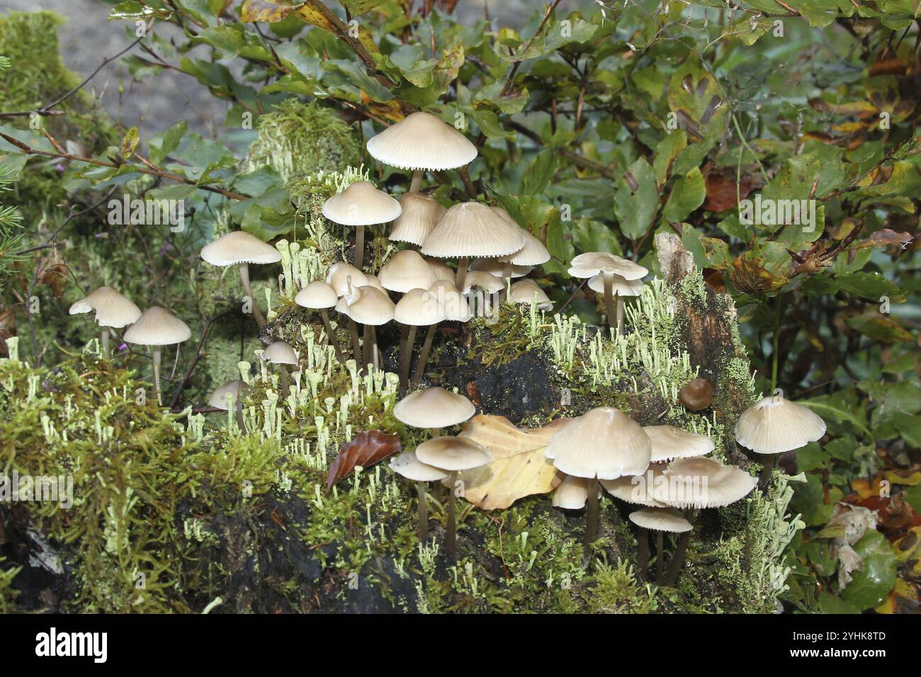 Pilz, Feenmütze (Coprinellus disseminatus) und echte Becherflechte (Cladonia pyxidata) Allgaeu, Bayern, Deutschland, Allgaeu, Bayern, Deutschland, Europa Stockfoto