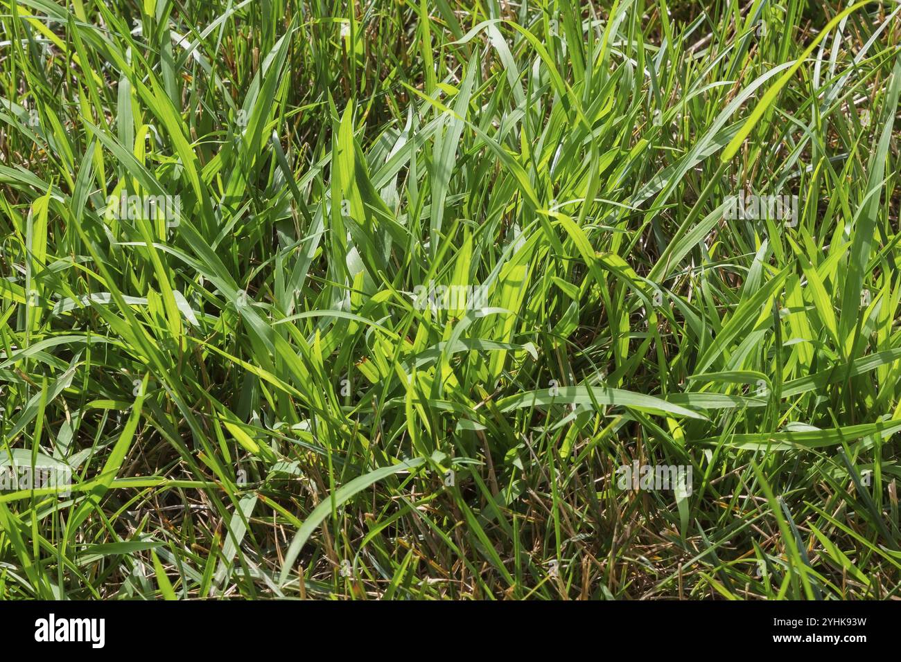 Nahaufnahme von Digitaria ciliaris, Crabgrass wächst in Distress Poa pratensis, Kentucky Bluegrass Rasen im Sommer, Quebec, Kanada, Nordamerika Stockfoto