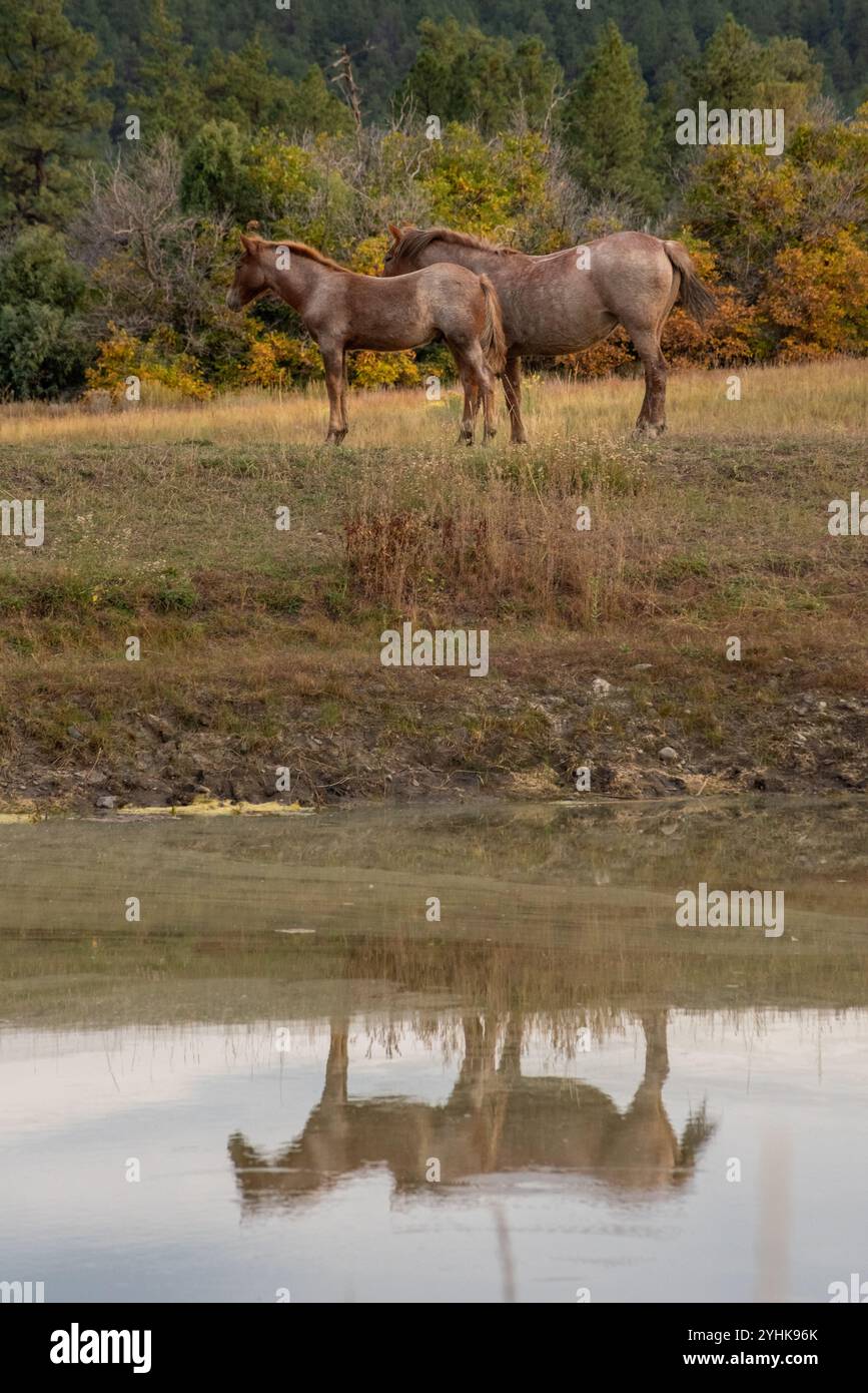 Zwei wilde Pferde, equus ferus caballus, stehen an einem Teich, ihre Reflexion im Wasser, Südkalifornien, USA. Stockfoto