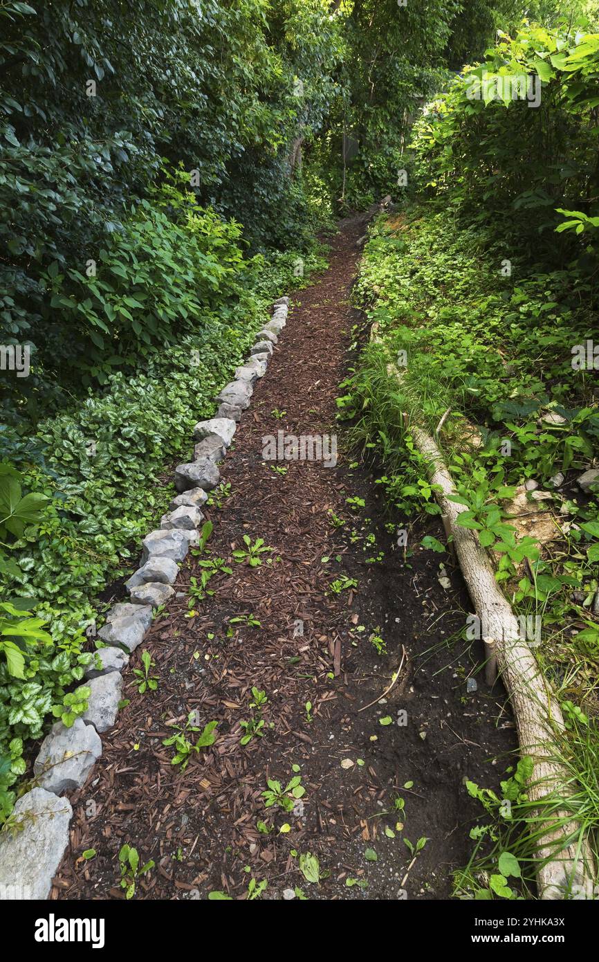 Taraxacum, Löwenzahn Unkräuter, die in einem braunen Mulchfußweg wachsen, umrandet von gesammelten Felsen und geschnittenen Baumstämmen hinter einer natürlichen Hecke im Hinterhof eines Wohnhauses Stockfoto