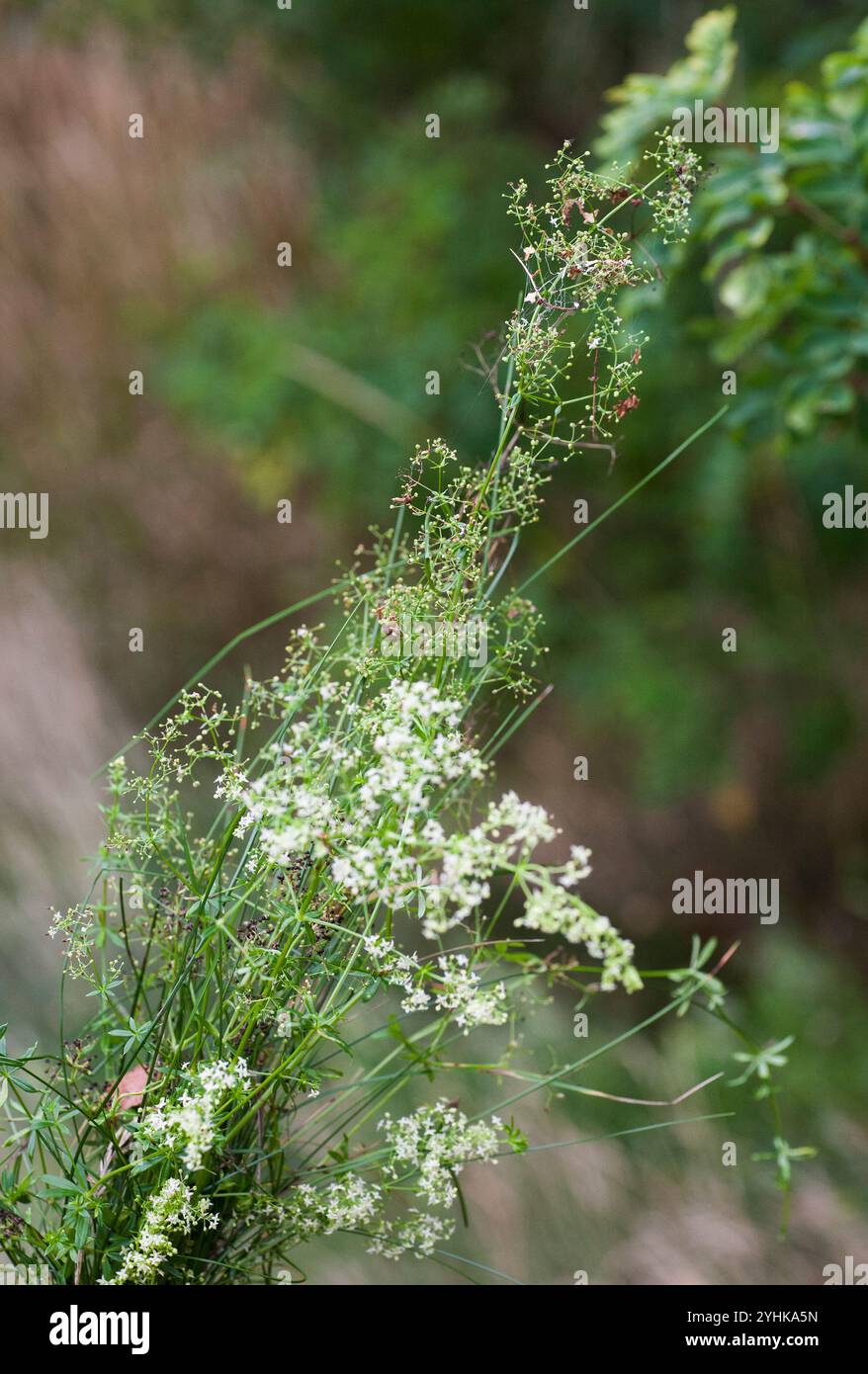 GALIUM ALBUM White bedStroh Stockfoto
