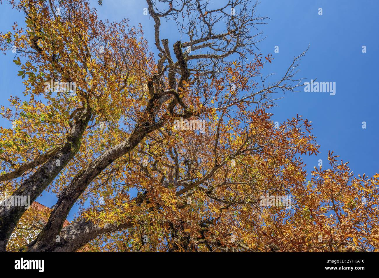 Herbstliche Rosskastanie (Aesculus), Ofterschwang, Allgaeu, Bayern, Deutschland, Europa Stockfoto
