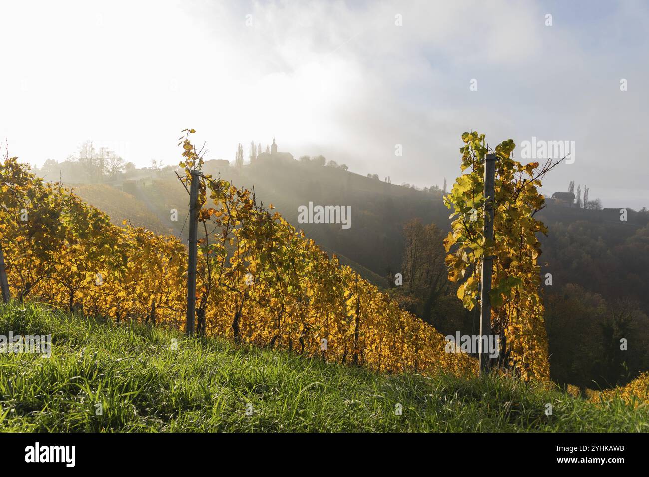 Herbstatmosphäre, Wald mit Laubfärbung, Morgenlicht über einem Weinberg, Morgennebel driftet über einer Kette von Hügeln, Silhouette der ch Stockfoto