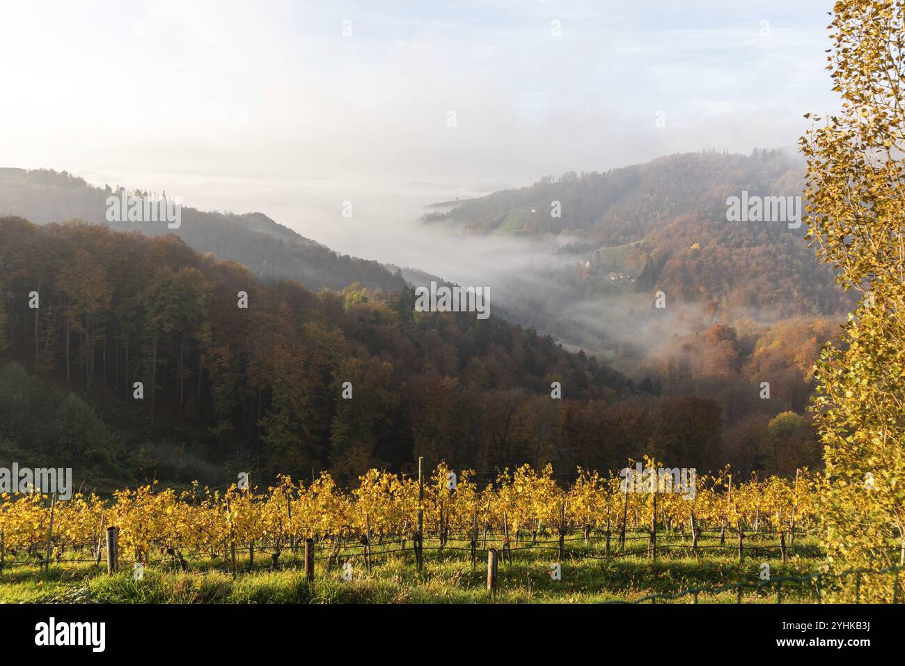 Herbstatmosphäre, Wald mit Laubfärbung, Morgenlicht über einem Weinberg, frühmorgendlicher Nebel zieht durch das Tal, bei Kitzeck, Sausal, Stall Stockfoto