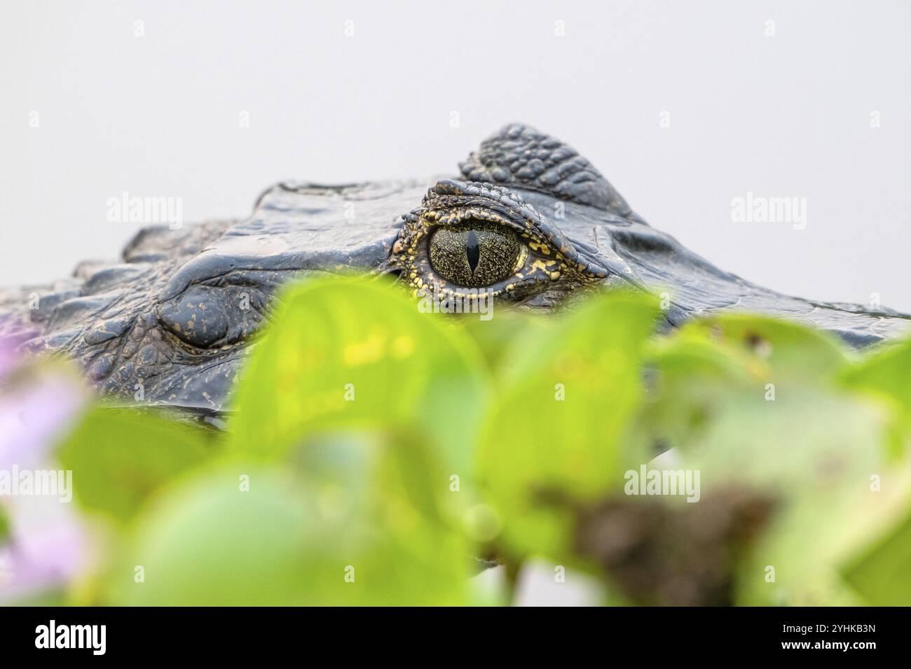 Brillenkaiman (Caiman crocodilus yacara), Krokodil (Alligatoridae), Krokodil (Crocodylia), Nahaufnahme, sehr nah, Tierporträt, Auge, Pantanal Stockfoto