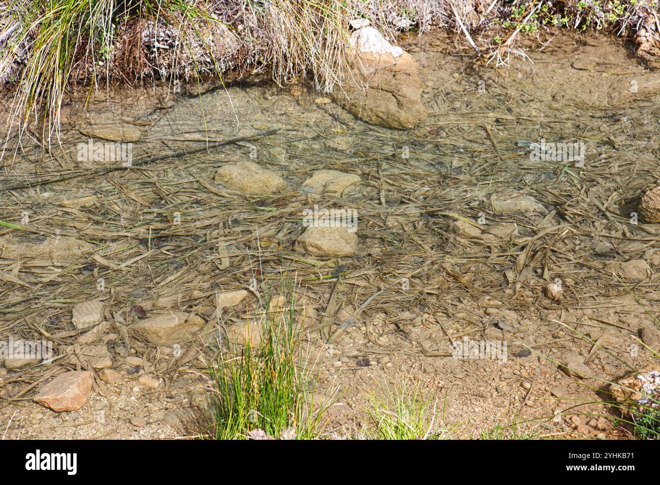 Klares Wasser mit Kieselsteinen und Schilf in ruhiger Natur bei Tageslicht Stockfoto