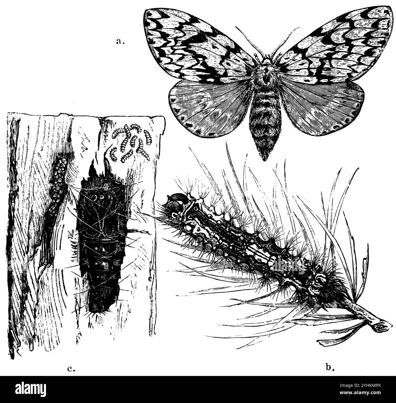 Black Arches, A) weiblicher Schmetterling, b) raupe der Nonne, c) Puppe, über der jungen raupe, links ein Haufen Eier, Lymantria monacha, (Enzyklopädie, 1893), Nonne, A) Weiblicher Schmetterling, b) Raupe der Nonne, c) Puppe, oberhalb junge Raupe, links ein Eierhaufen, Nonne, A) Papillon femelle, b) Chenille de la nonne, c) chrysalide, au-dessus jeune chenille, à gauche un amas d'œufs Stockfoto