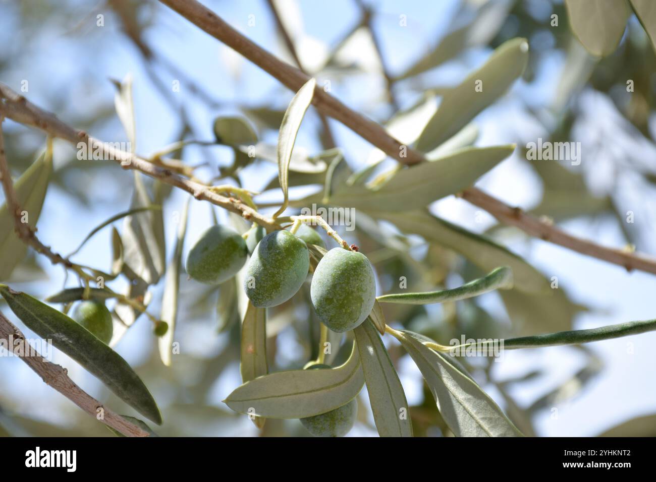 Olivenblatt, Olivenzweig, botanisches Olivenblatt, Olivenölzutat, Olivenbaum, Vorteile von Olivenöl, natürliches Olivenöl, Olivenblattextrakt, Olivenöl Stockfoto