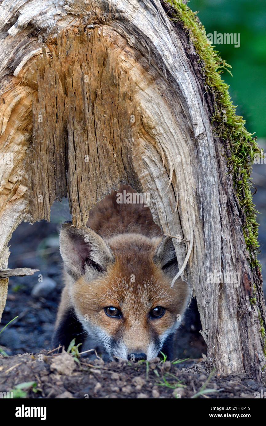 Rotfuchs (Vulpes vulpes), Jungtier in Burrow, Doubs, Frankreich Stockfoto