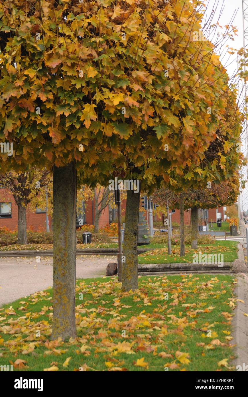 Kopenhagen/Dänemark/12 Nov.2024/ Gelbes und braunes Laub in der dänischen Hauptstadt ist Herbstwetter oder Herbstsaison. (Foto. Francis Joseph Dean/Dean Pictures) (nicht für kommerzielle Zwecke) Stockfoto