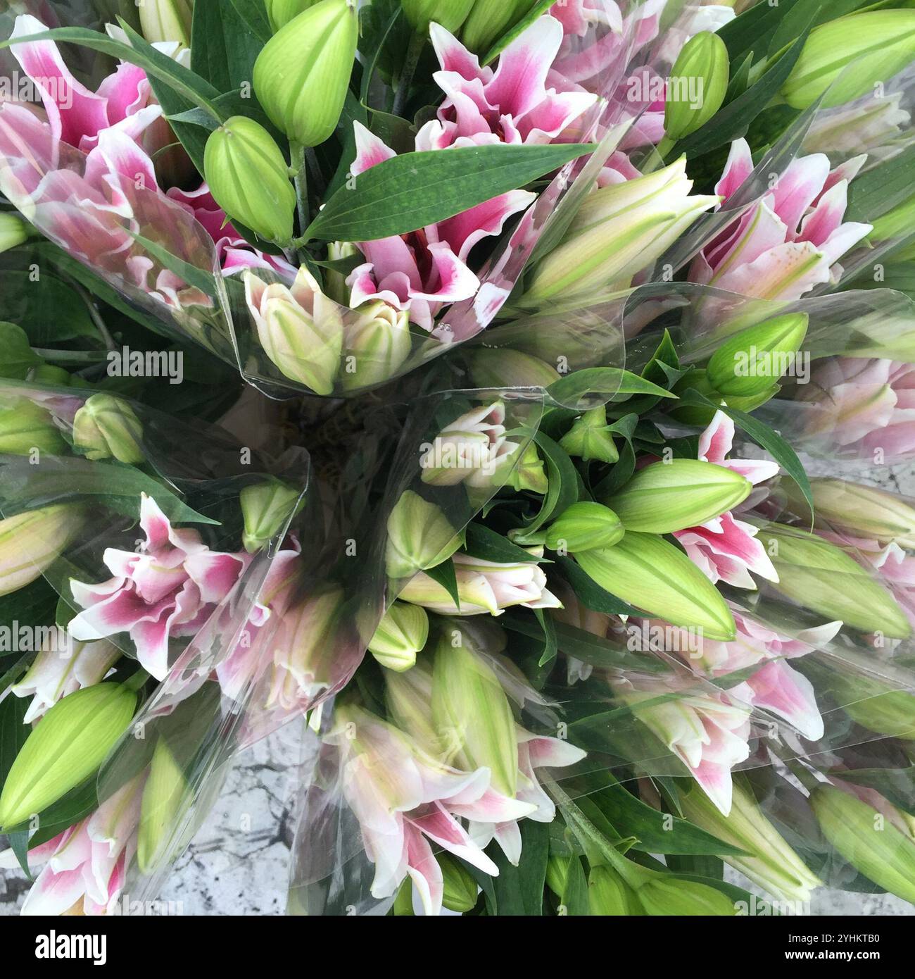 Ein wunderschöner Strauß rosafarbener Lilien mit frischen grünen Knospen und Blättern, umhüllt in klarem Kunststoff. Stockfoto