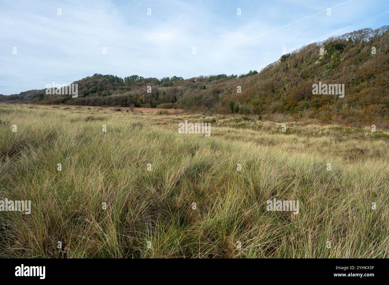Nicholaston Woods and Burrows, Oxwich National Nature Reserve, Gower, Wales, Großbritannien Stockfoto